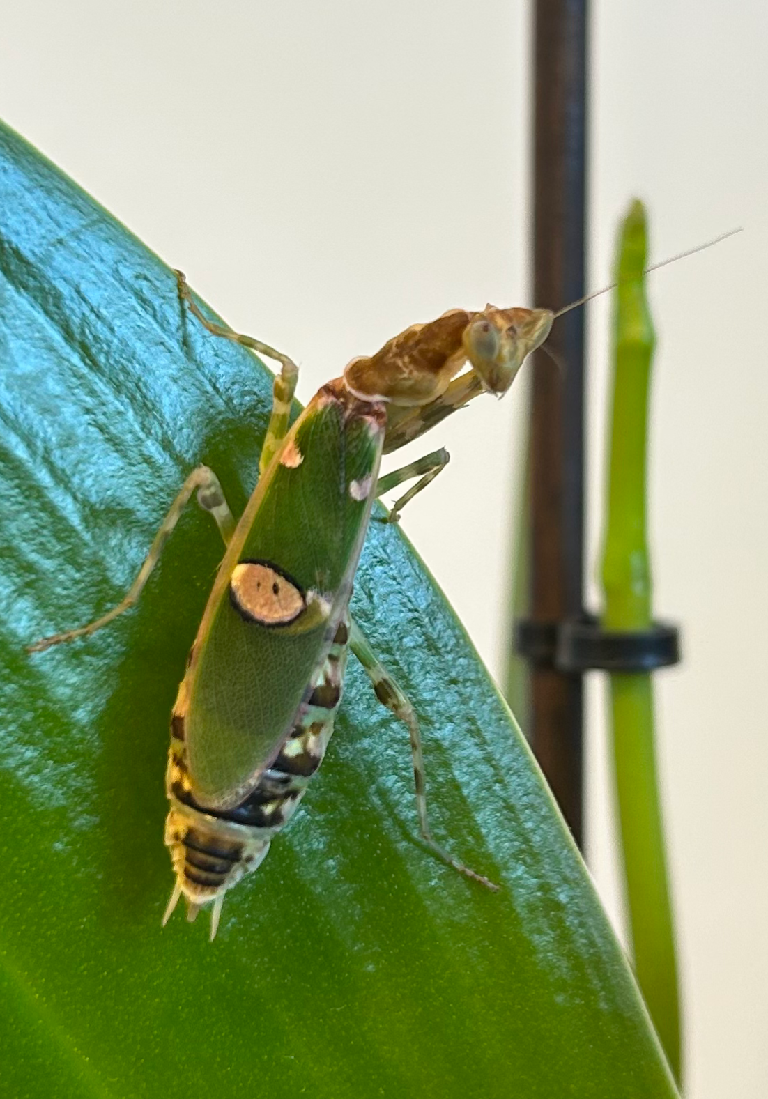 Asiatische Blütenmantis Creobroter gemmatus