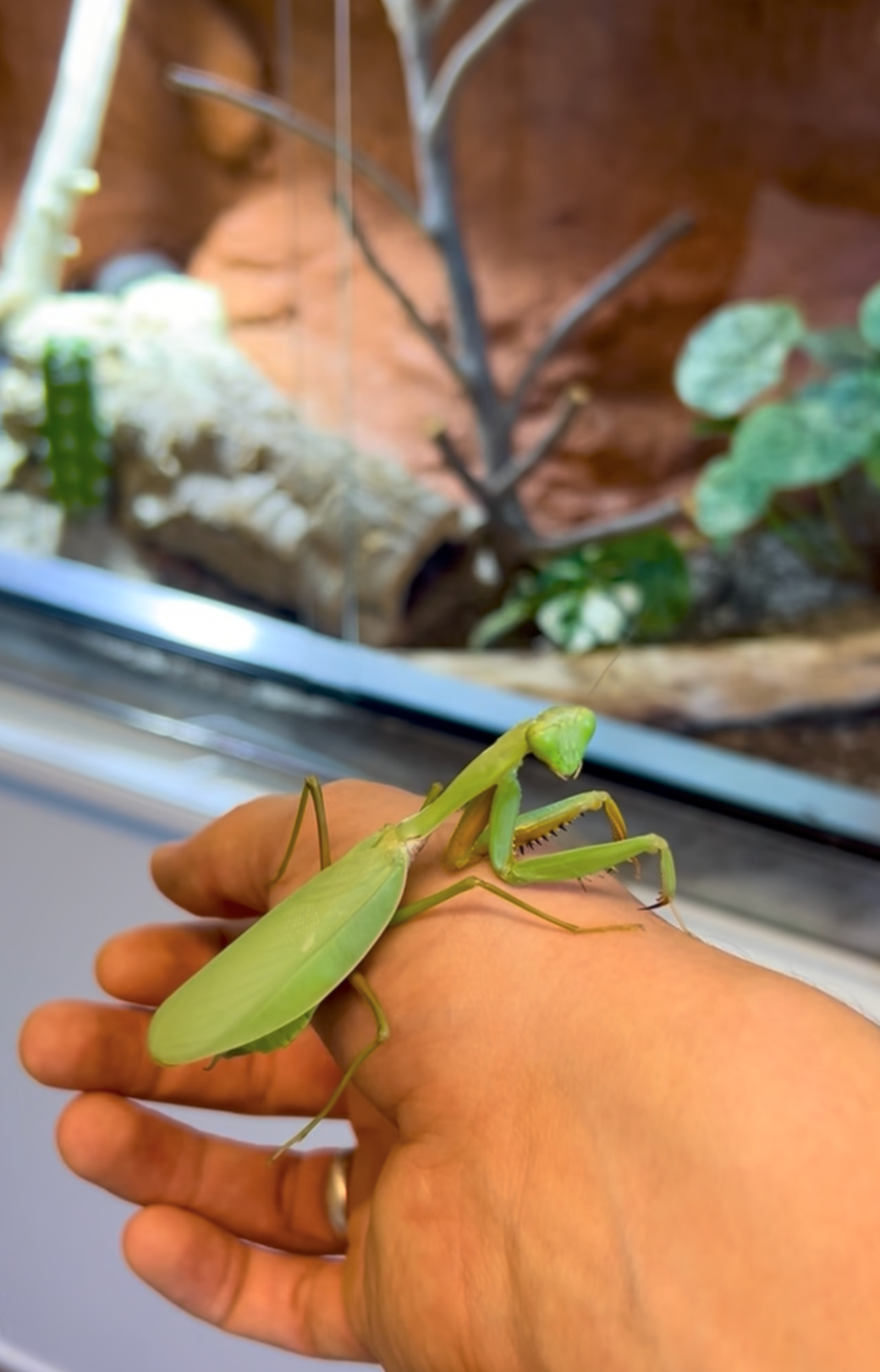 Riesengottesanbeterin Hierodula venosa