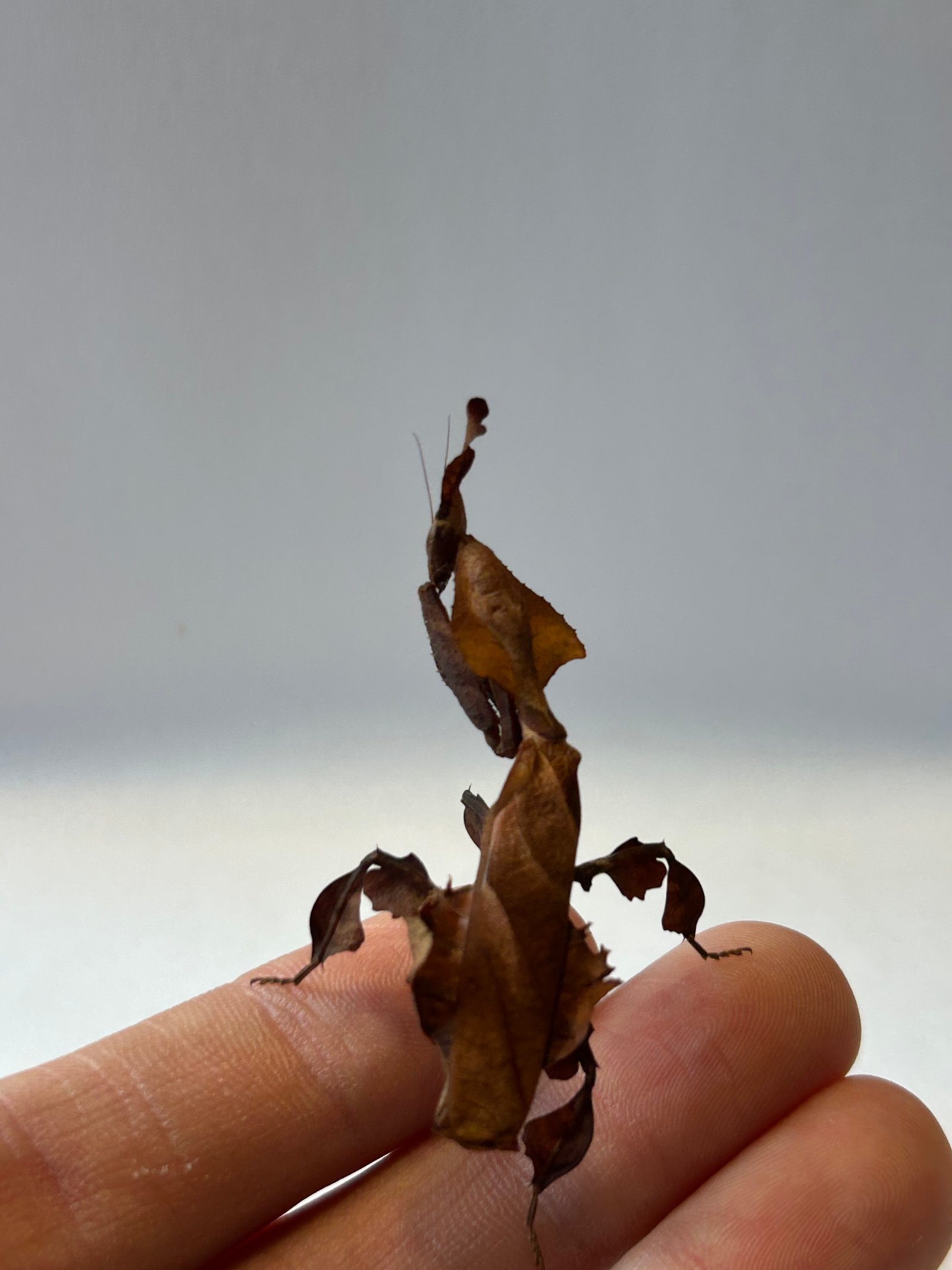 Geistermantis Phyllocrania paradoxa